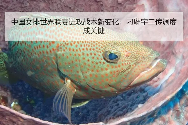中国女排世界联赛进攻战术新变化：刁琳宇二传调度成关键